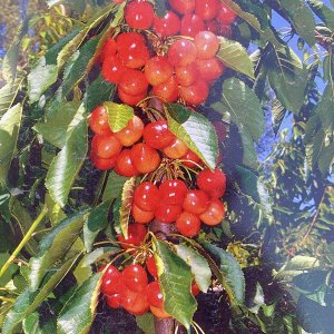 Nízkokmenná višňa stĺpovitá (Prunus cerasus) ´JACHIM´ 100-150 cm - voľnokorenná